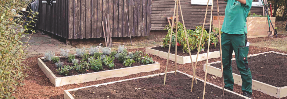 Person stellt Bambusstangen in einem Hochbeet auf